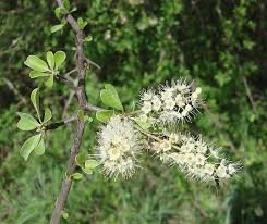 Image result for Terminalia prunioides