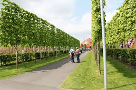 Breitaufrecht wachsender baum eignet sich für kleinere und engere strassen robust und industriefest. Die Winterlinde Und Ihre Sorten Als Stadtbaum Lwf Wissen 78
