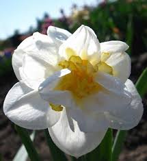 Fiori gialli piccoli simili ai narcisi Pianta Al Coperto Con Fiori Simili Ai Daffodils Fiore Della Stanza Simile A Narciso In Una Pentola Cosa Sono I Daffodils Delle Stanze Appese