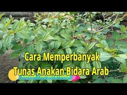 Cara Memperbanyak Tunas Anakan Bidara Arab Dengan Cara Pohonya Di Di Miring Kan Youtube
