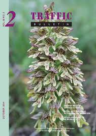 Image result for Disa ochrostachya