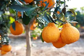 Check spelling or type a new query. Ac Brands Ramps Up For Sumo Citrus Season In 2021 Seasons Citrus Fresh Produce