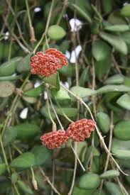 Hoya Bilobata Tropical Plants Almost Eden