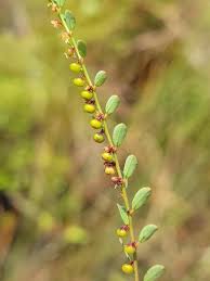 Image result for Phyllanthus polyanthus
