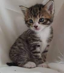 We have 2 beautiful kittens for sale, both girls. Kittens Google Search Grey Tabby Kittens Tabby Kittens For Sale Grey Kitten