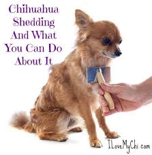 Brushing your dalmatian daily will help with shedding. Chihuahua Shedding And What You Can Do About It I Love My Chi