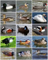 Ep.30 itik dan angsa sudah terbit! Itik Wikipedia Bahasa Indonesia Ensiklopedia Bebas