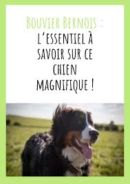 Bouvier Bernois L Essentiel A Savoir Sur Ce Chien Magnifique Bouviers Bernois Bouvier Chiot Bouvier Bernois