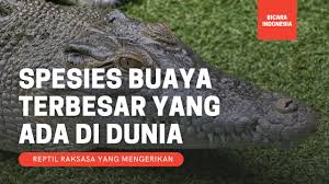 Benua terbesar di dunia adalah benua asia. Bikin Merinding 7 Spesies Buaya Terbesar Di Dunia Bicara Indonesia