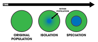 Sowohl der genfluss als auch die genetische drift haben jedoch einen längerfristigen einfluss auf die evolution. Sympatrische Artbildung Wikipedia