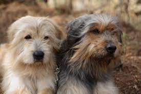 Know more details about the price of sapsali dogs near you and litter size from this page. Sapsali Dog Breeds Rare Dog Breeds Rare Dogs