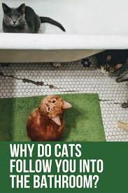 Why Do Cats Follow You Into The Bathroom In 2020 Funny Cute Cats Cat Love Quotes Cats