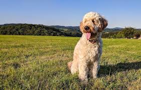 Goldendoodle The Ultimate Dog Breed Guide All Things Dogs