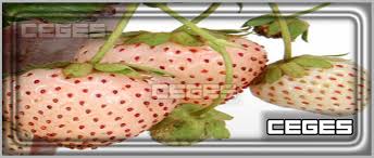 محتوى الباذنجان من العناصر الغذائيّة. Ø¹ØµÙŠØ± Ø§Ù„ÙØ±Ø§ÙˆÙ„Ø© ÙÙŠ Ø§Ù„Ù…Ù†Ø§Ù… Cooknays Com