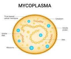 Image result for Mycoplasma