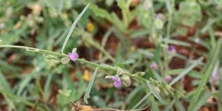 Image result for Polygala erioptera