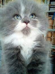 Karena fisiknya inilah hampir semua pemilik kucing ingin memegangnya. Anak Kucing Untuk Dijual Jual Beli Kucing Area Kelantan Facebook