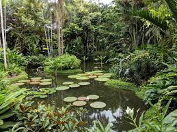 The bus from bef tyersall ave to royal thai embassy takes 5 min including transfers and departs every five minutes. Botanic Gardens In Singapore The Most Beautiful Garden I Ve Ever Seen Gardening