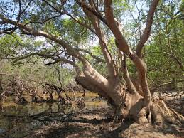 Dengan klasifikasi ini diharapkan pemilihan media pemadam dapat sesuai dengan jenis kebakaran sehingga pemadaman dapat berlangsung secara efektif, dengan tidak mengabaikan prosedur pemadaman yang benar. Datei Mature Mangrove Tree Avicennia Marina At Edge Of Lake Be Malae Jpg Wikipedia