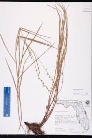 Image result for Scleria distans