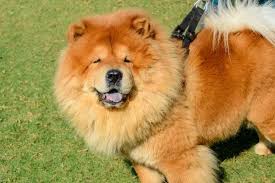 The 25 Most Expensive Dog Breeds