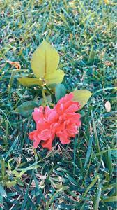 pin by mohammad assem محمد عاصم on أزهار plants