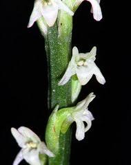 Image result for Cyrtorchis neglecta