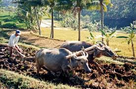 Check spelling or type a new query. 27 Gambar Kartun Membajak Sawah Pemandangan Indah Sekali