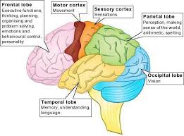 Pin On Health Anatomy