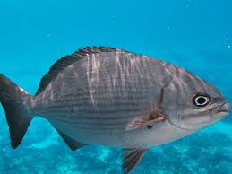 Adrian Cozumel is the real deal. A local man whose business mantra is  universal. He gives you his best which was better than I could have  imagined. If you let him do