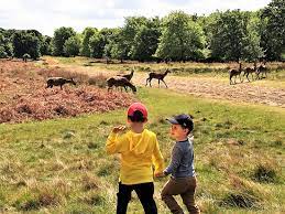 Richmond park hotel is centrally located in the quiet coastal town of bo'ness on the firth of forth, just a 20 minute drive from edinburgh. London With Kids Free Deers At The Richmond Park A Mum In London London With Kids And Family Travel Tips