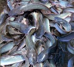 Cara Budidaya Lele Sistem Booster Ikan Petani Peternakan