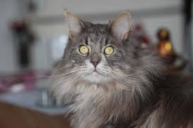 This cat food is even more expensive, but you are getting wet cat food, which is even better for a shedding cat. Do Maine Coon Cats Shed