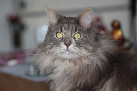 We are pleased to welcome you to our virtual home and we will be happy to introduce you to these wonderful cats of breed maine coon! Maine Coon Size Comparison To Normal Cat Best Cat Wallpaper