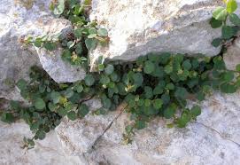 Image result for Andrachne