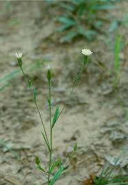 Image result for Vernonia zambiana