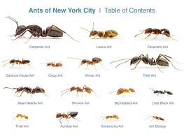 Dr Eleanors Book Of Common Ants Of New York City Ant