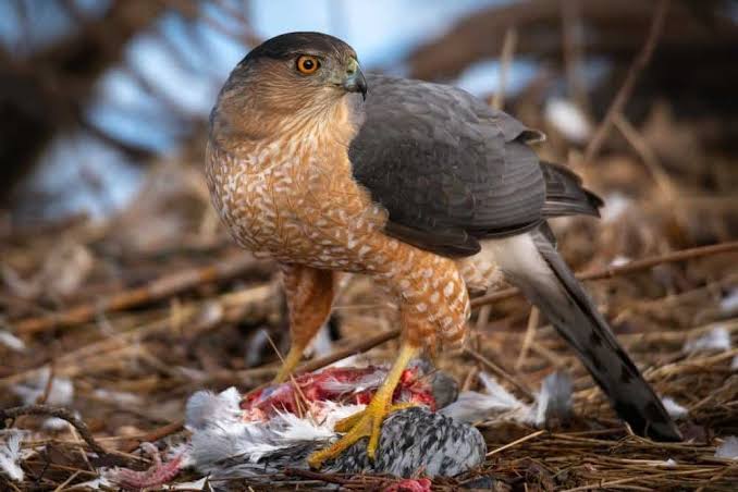 Cooper's Hawk Animal Facts - Accipiter cooperii - A-Z Animals