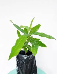 Image result for Warburgia ugandensis