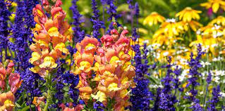 True annual plants die right back after their flowering cycle finishes and they have served their purpose ie. The Best Cool Season Annuals For South Florida