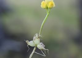 Image result for Utricularia stellaris