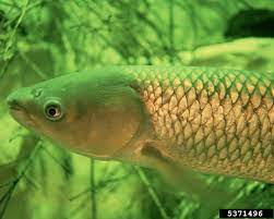 They use them to control. Wisc Washington Invasive Species Council