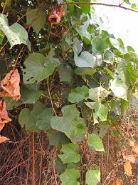 Image result for Ampelocissus