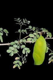 Image result for Gymnosporia arbutifolia