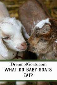 What Do Baby Goats Eat I Dream Of Goats