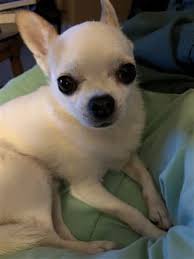 Look at pictures of puppies in phoenix who need a home. Chihuahua Rescue Dogs Care And Information