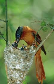 Madagascar Paradise Flycatcher Art Print By Cyril Ruoso Birds Pet Birds Beautiful Birds