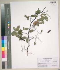 Image result for Monanthotaxis parvifolia