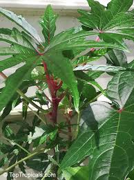 Image result for Abelmoschus