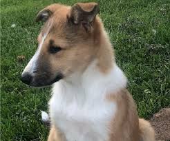 We did not find results for: Puppyfinder Com View Ad Photo 3 Of Listing Border Collie Collie Mix Puppy For Sale Adn 130608 Pennsylvania Mercer Usa